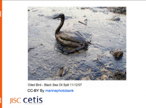 Bird in an oil slick