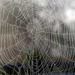 Photo of spiderweb with waterdroplets